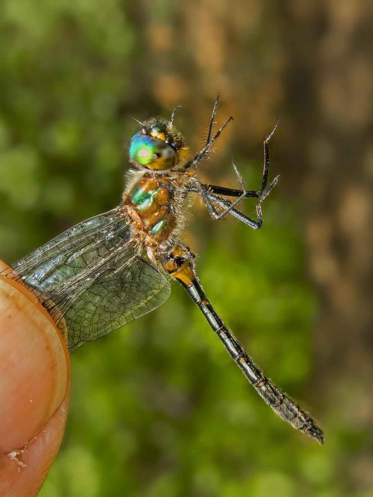Petite Emerald Photo by Michael Moore