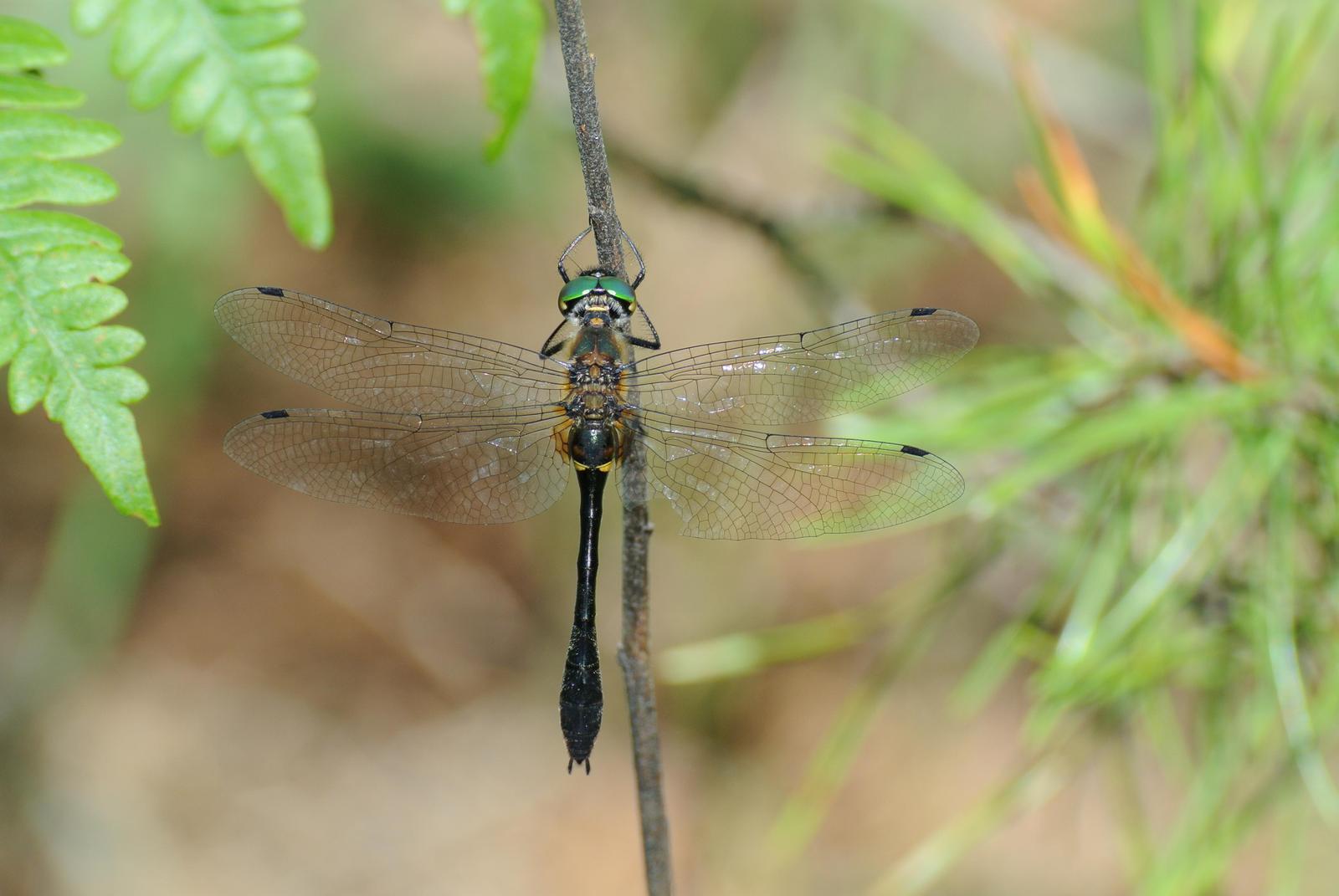 Racket-tailed Emerald Photo by paul massey