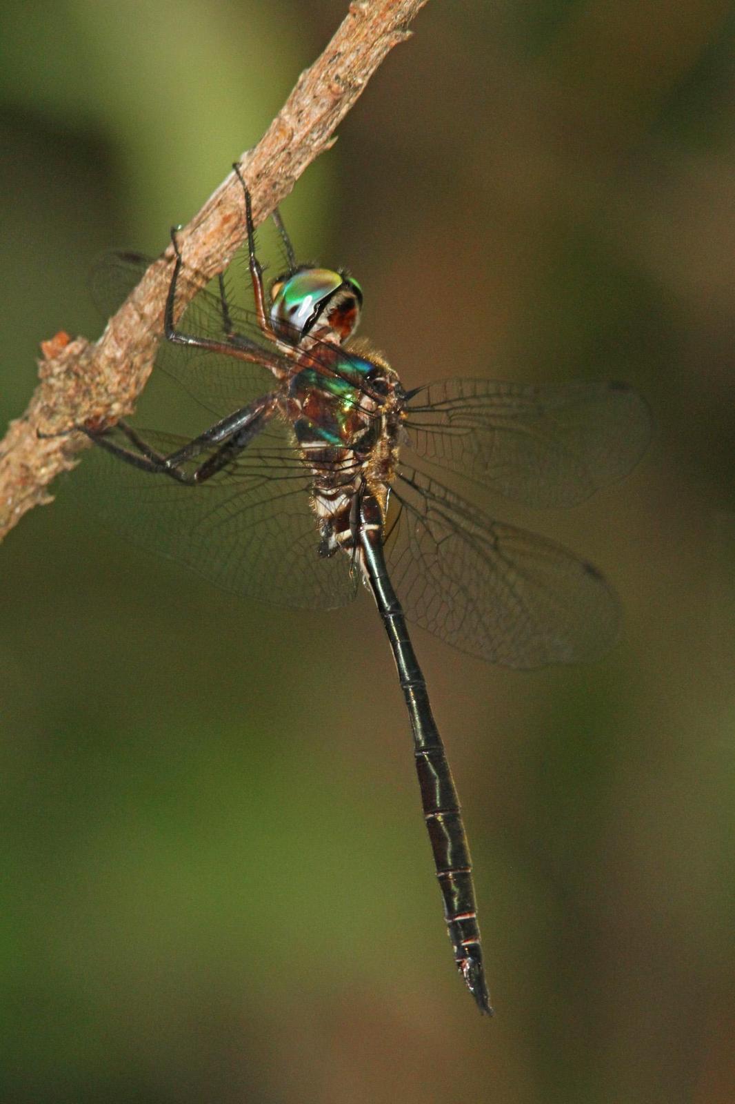 Fine-lined Emerald Photo by Terry Hibbitts