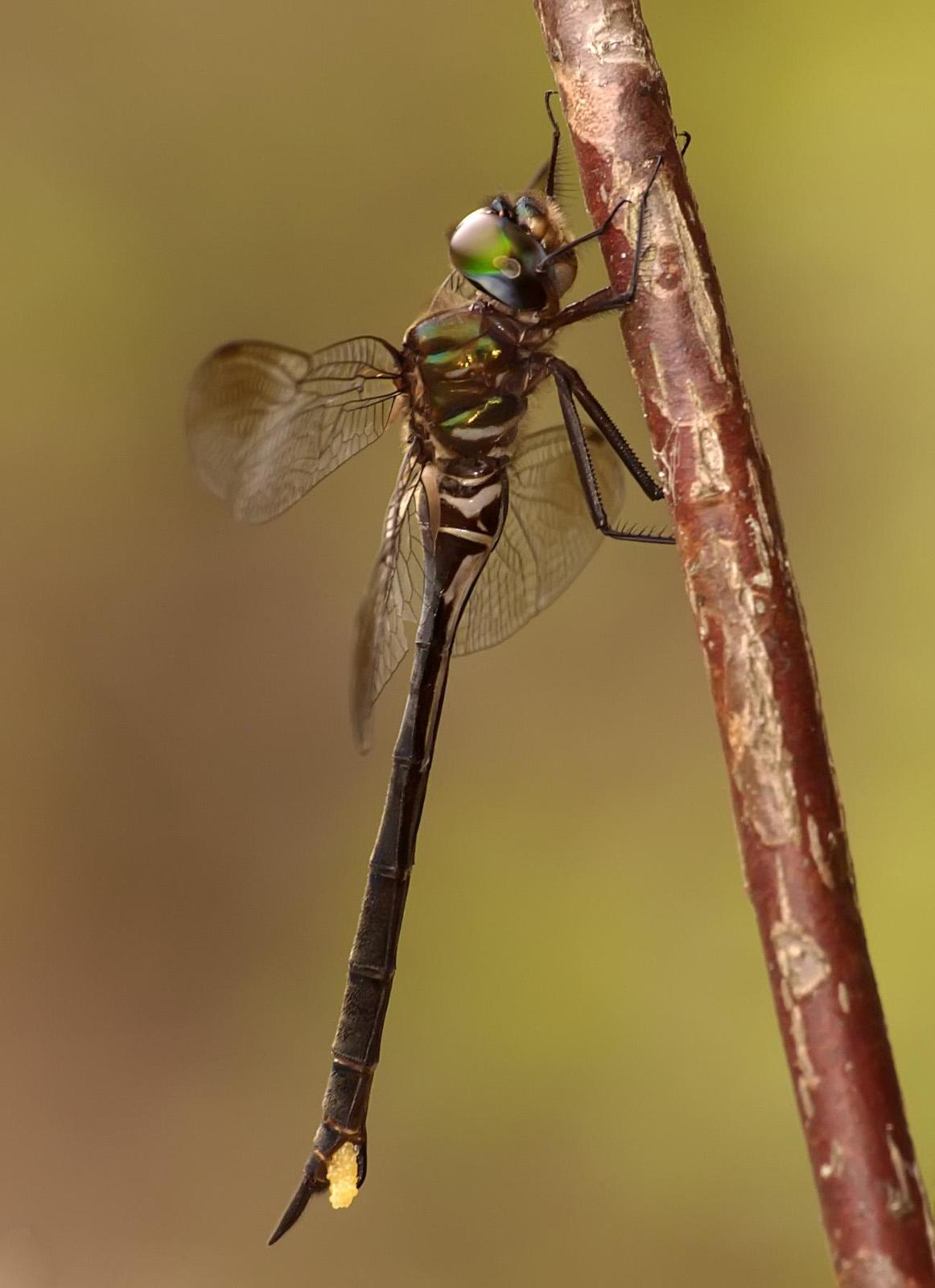 Fine-lined Emerald Photo by marion dobbs