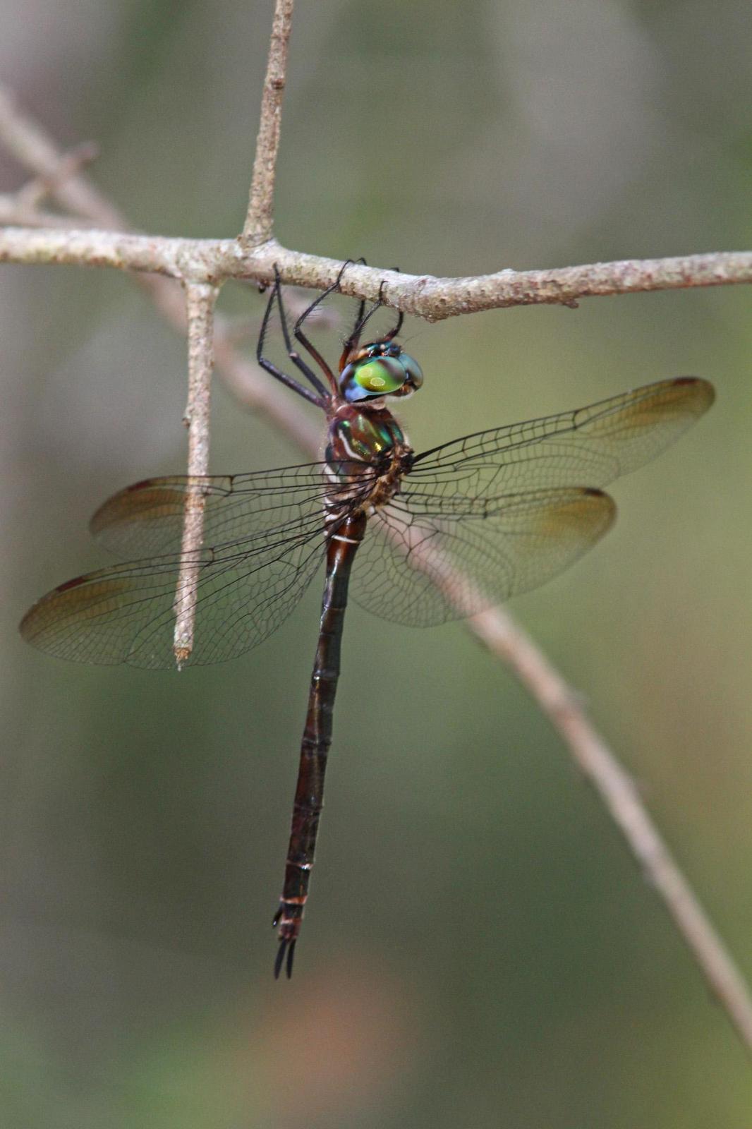 Fine-lined Emerald Photo by Terry Hibbitts