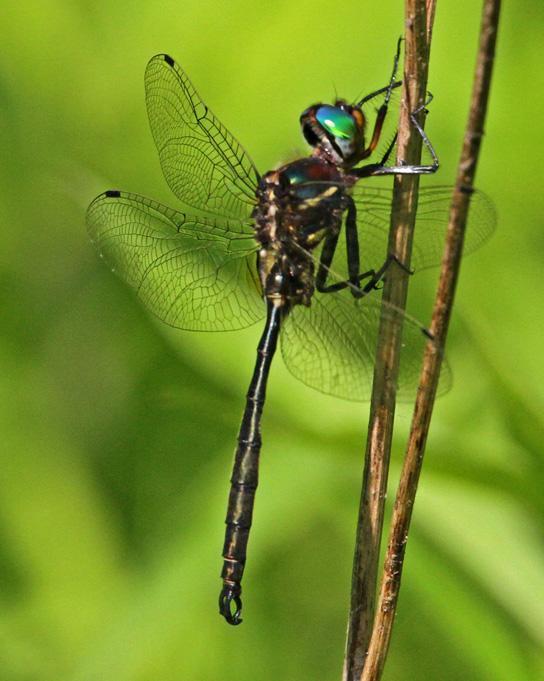 Hine's Emerald Photo by Terry Hibbitts