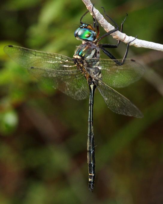 Treetop Emerald Photo by Terry Hibbitts