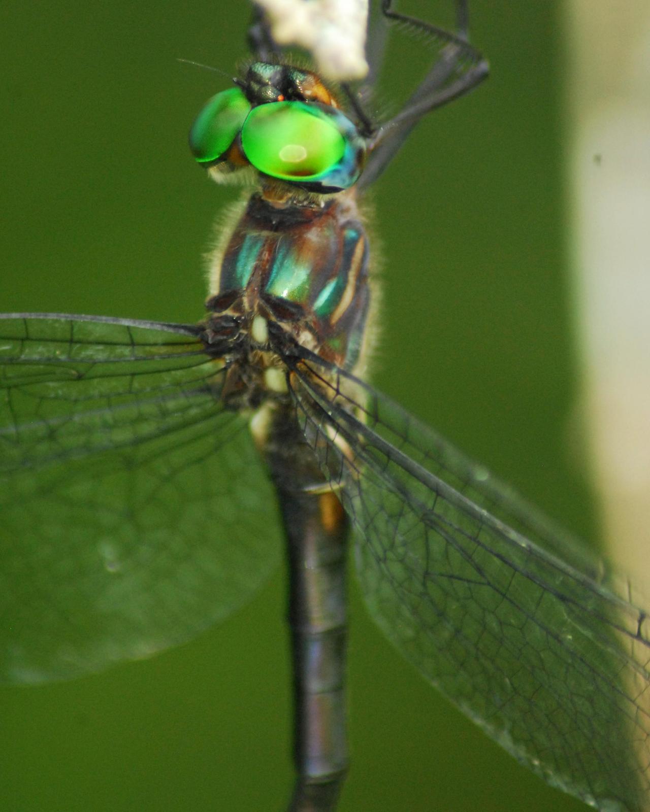 Clamp-tipped Emerald Photo by David Hollie