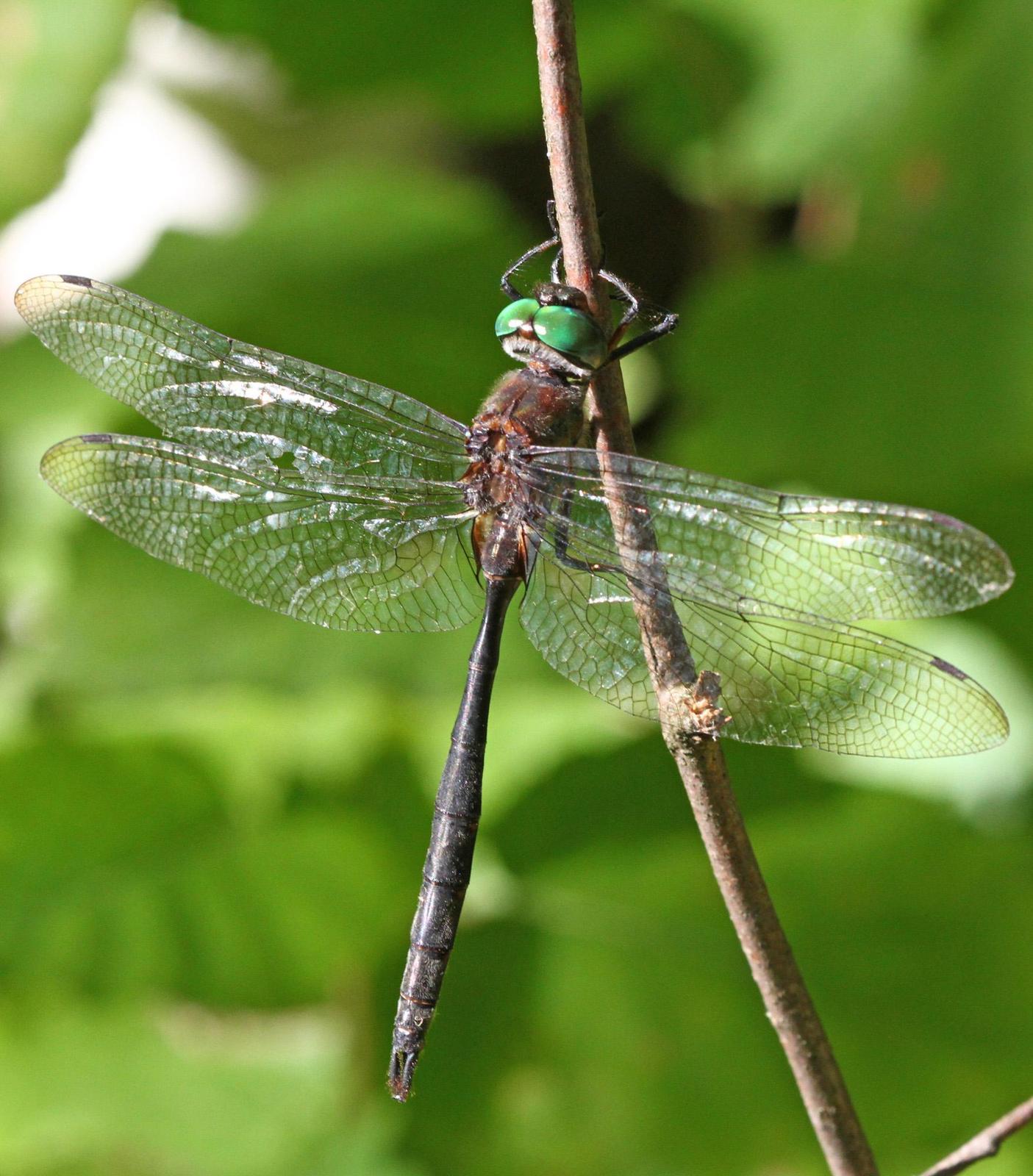 Williamson's Emerald Photo by Terry Hibbitts