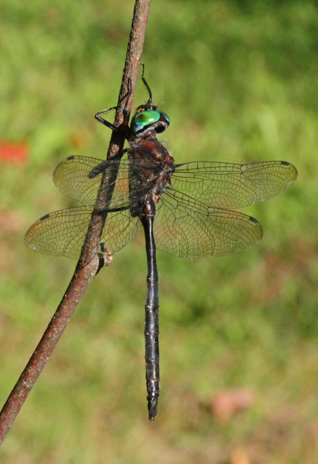 Williamson's Emerald Photo by Terry Hibbitts