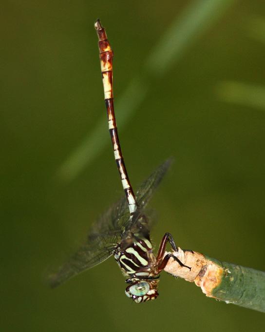 Broad-striped Forceptail Photo by Terry Hibbitts