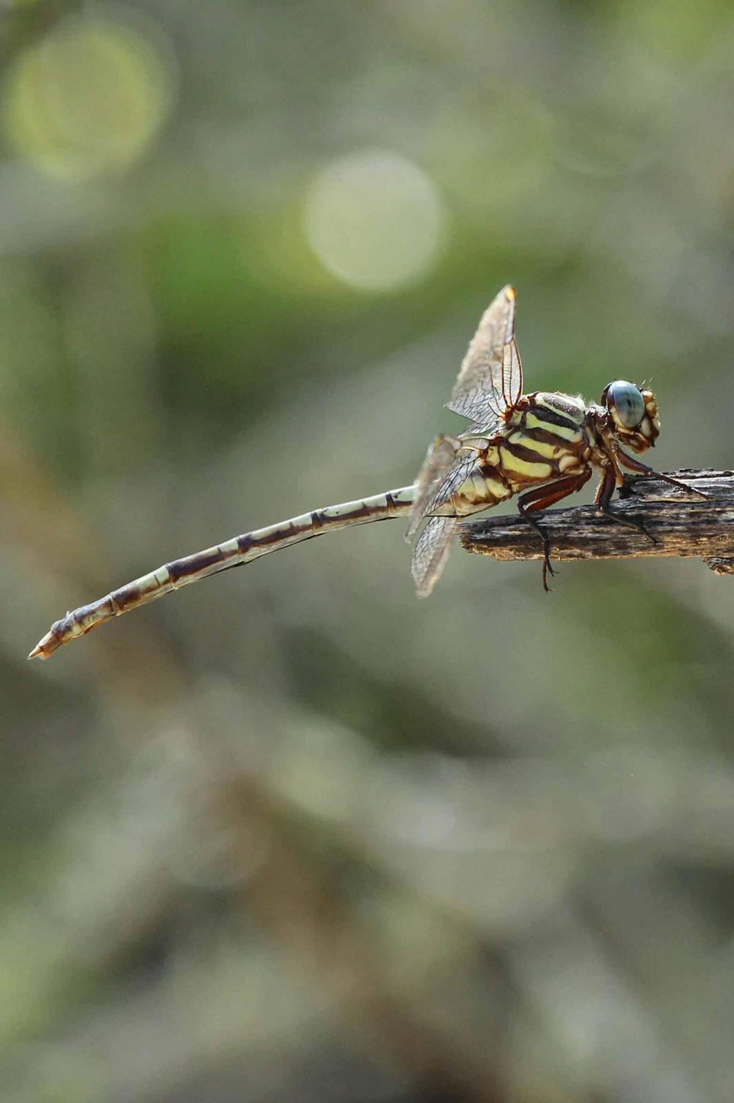Broad-striped Forceptail Photo by Kristy Baker