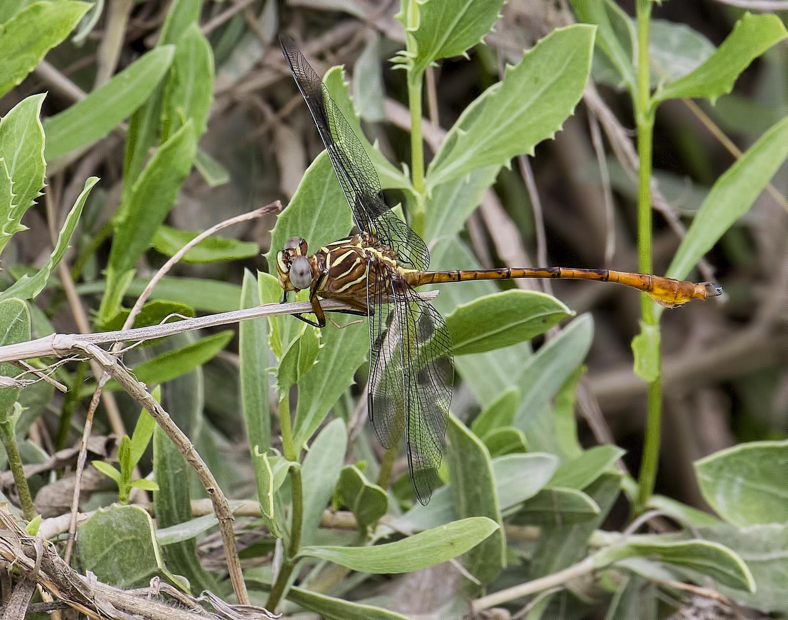 Narrow-striped Forceptail Photo by Michael Moore