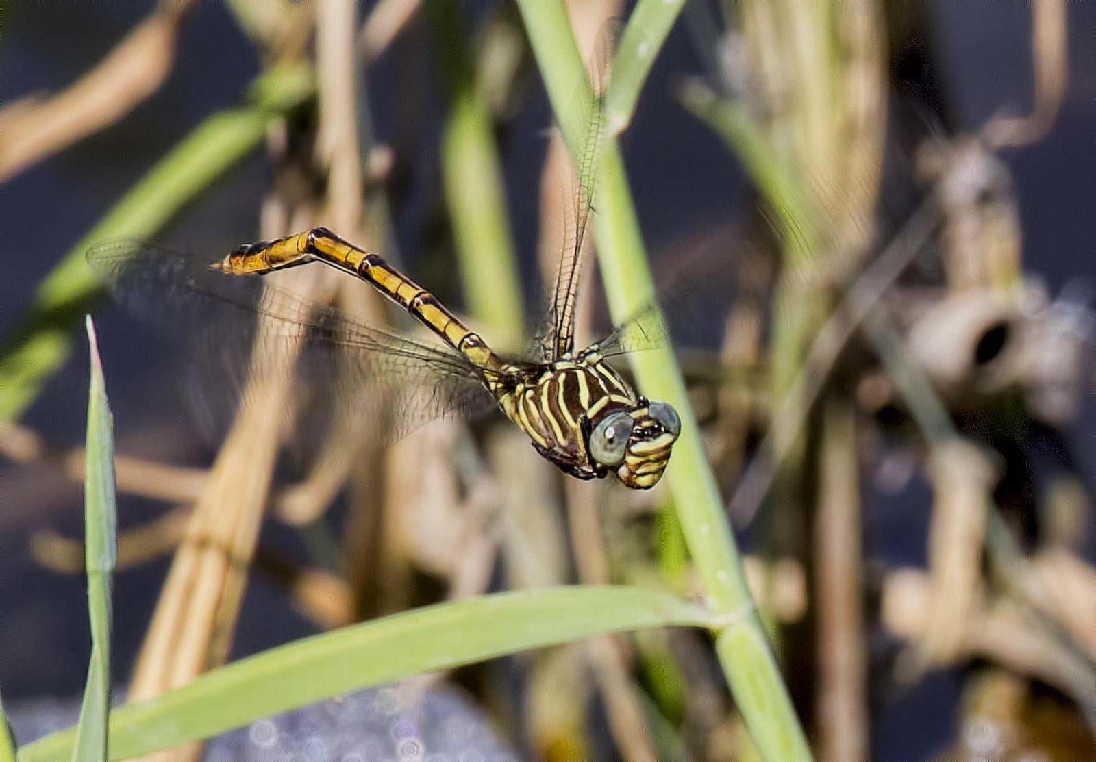 Narrow-striped Forceptail Photo by Michael Moore