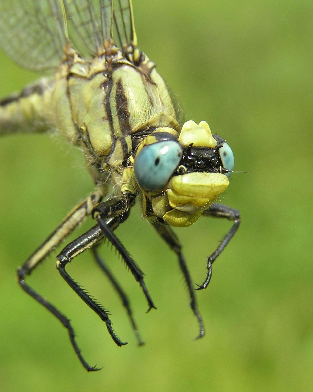 Horned Clubtail Photo by Nathan Kohler