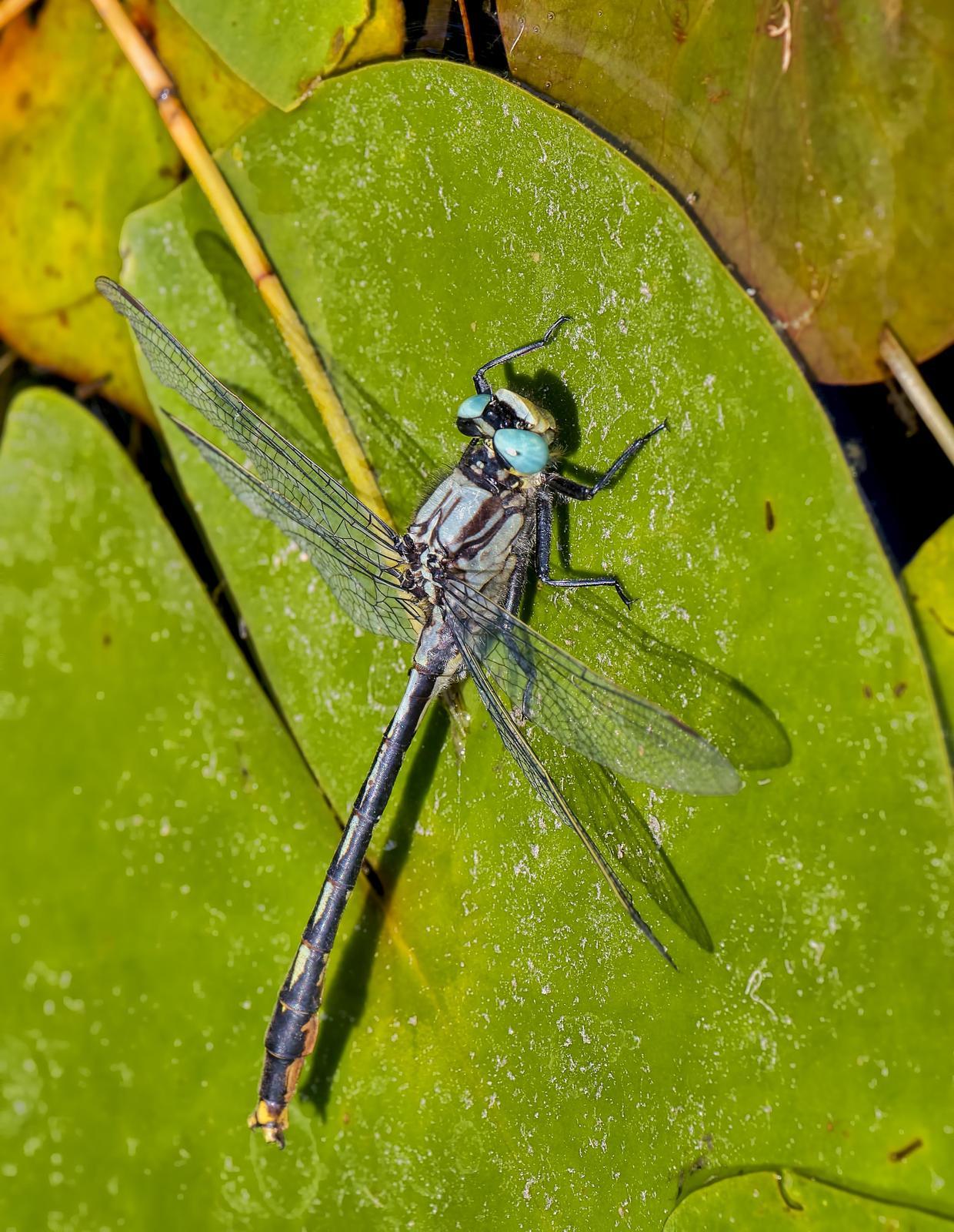 Lilypad Clubtail Photo by Michael Moore