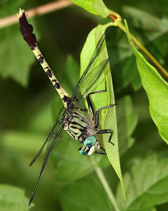 Bayou Clubtail Photo by Terry Hibbitts