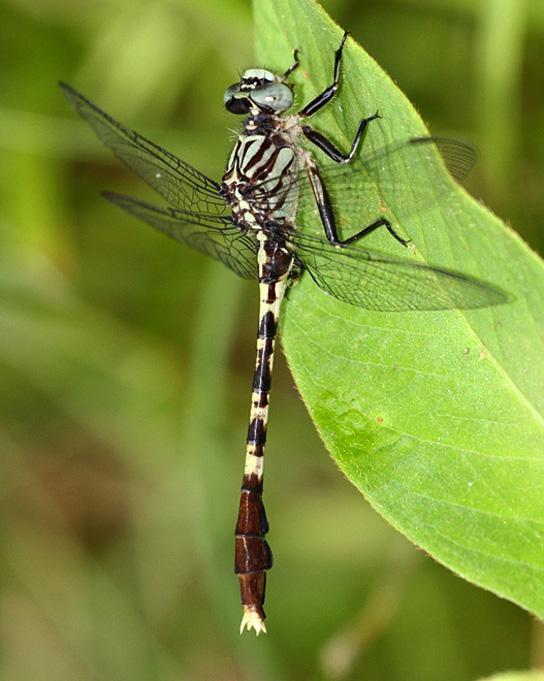 Bayou Clubtail Photo by Terry Hibbitts