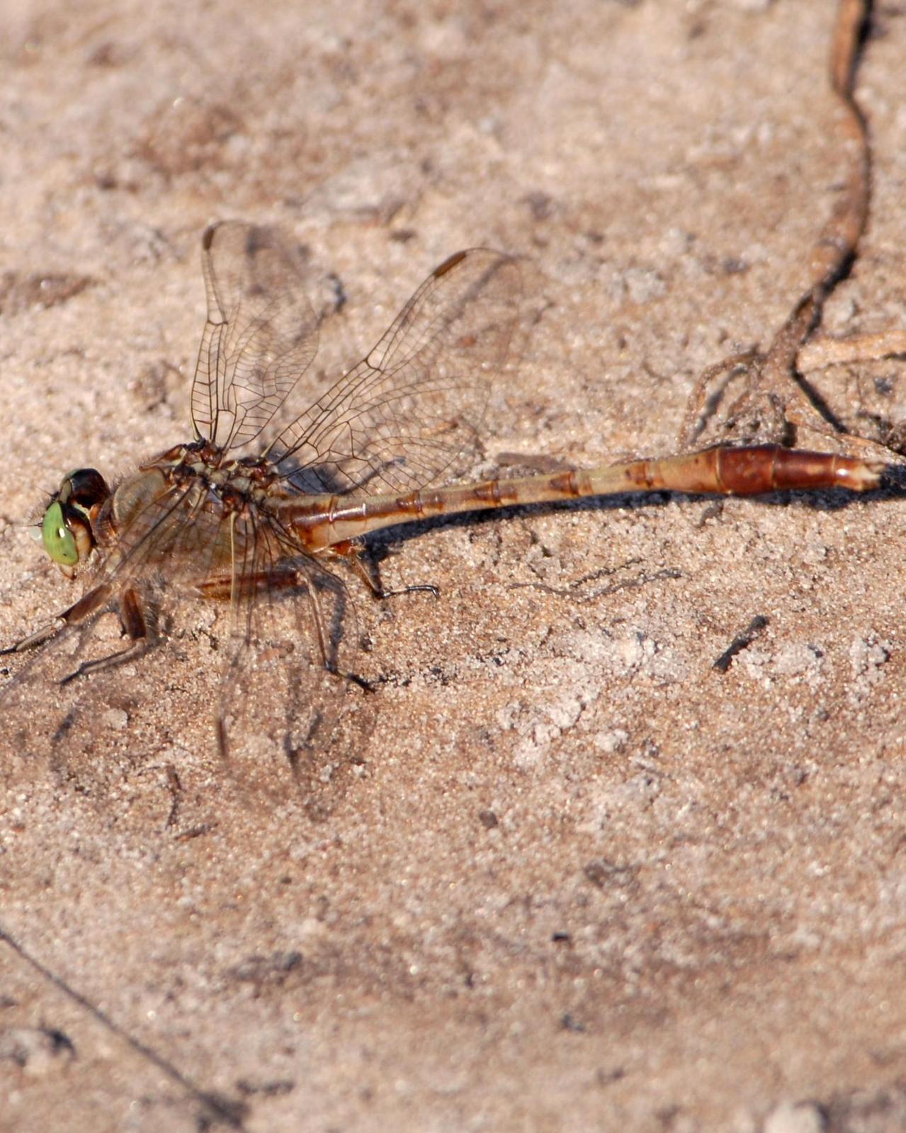 Gray-green Clubtail Photo by David Hollie