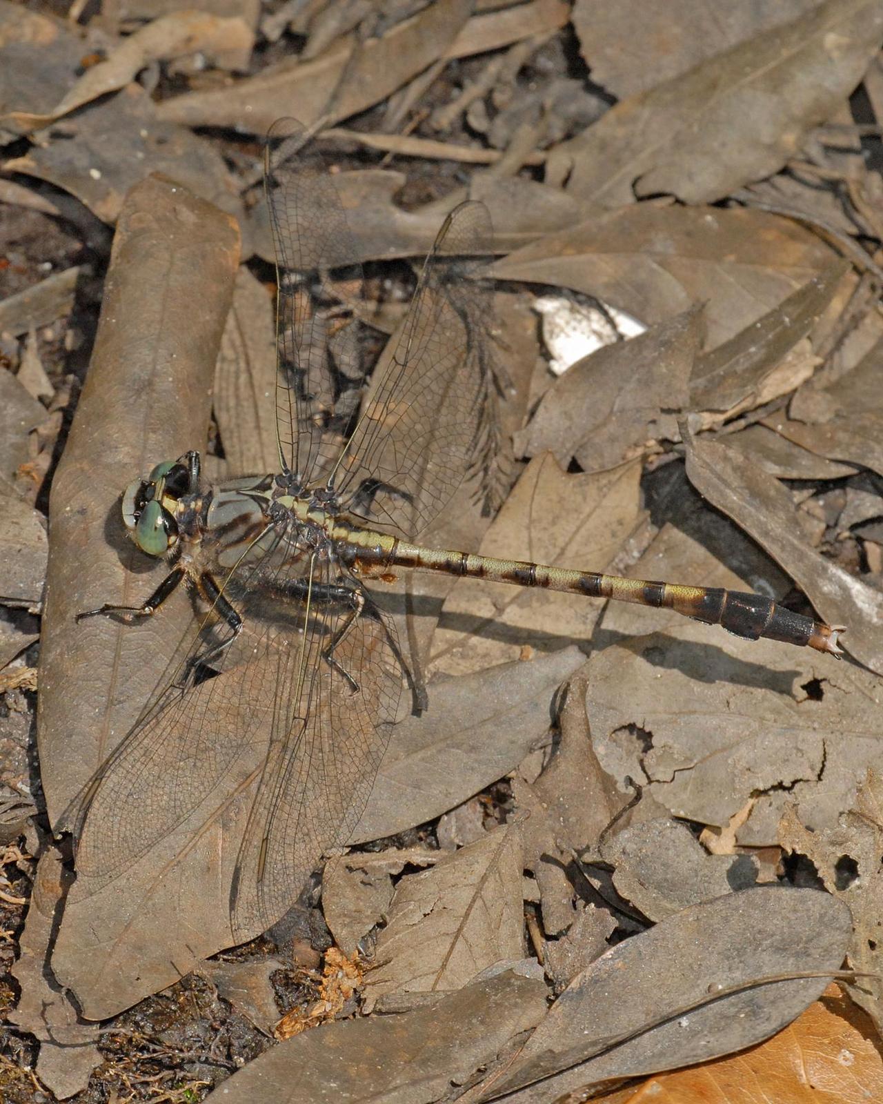 Gray-green Clubtail Photo by marion dobbs