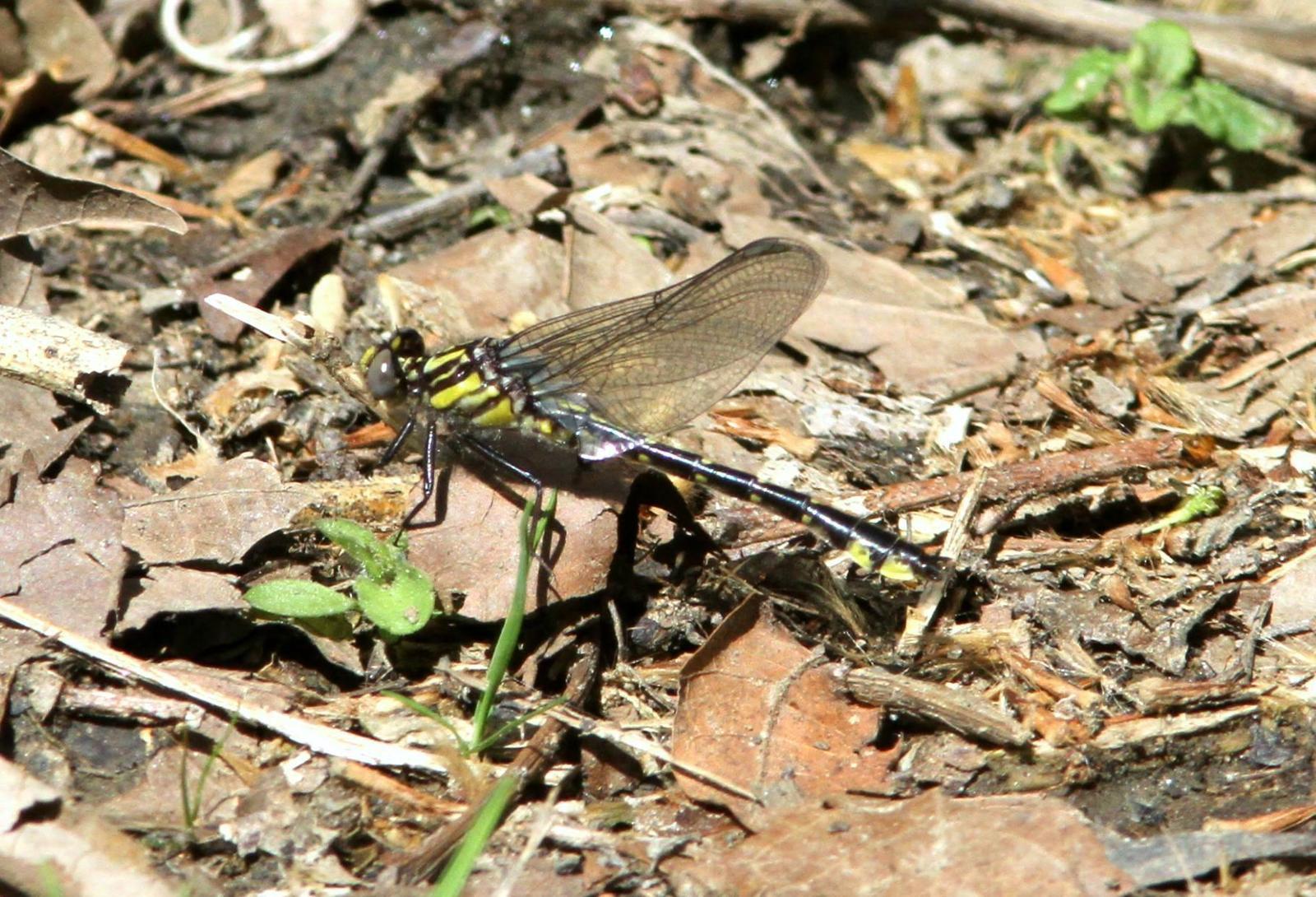 Spine-crowned Clubtail Photo by Michael Boatwright