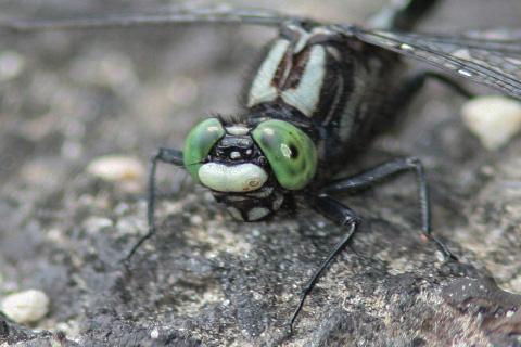 Mustached Clubtail Photo by Terry Hibbitts