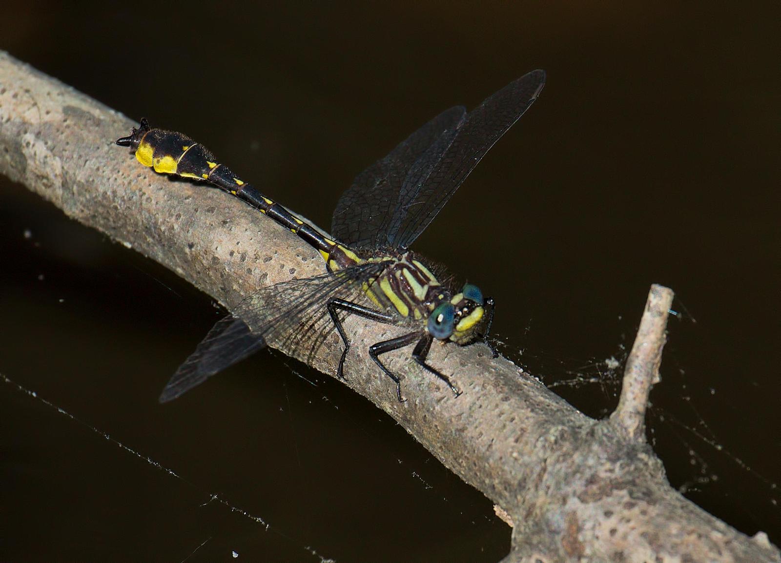 Banner Clubtail Photo by Michael Moore