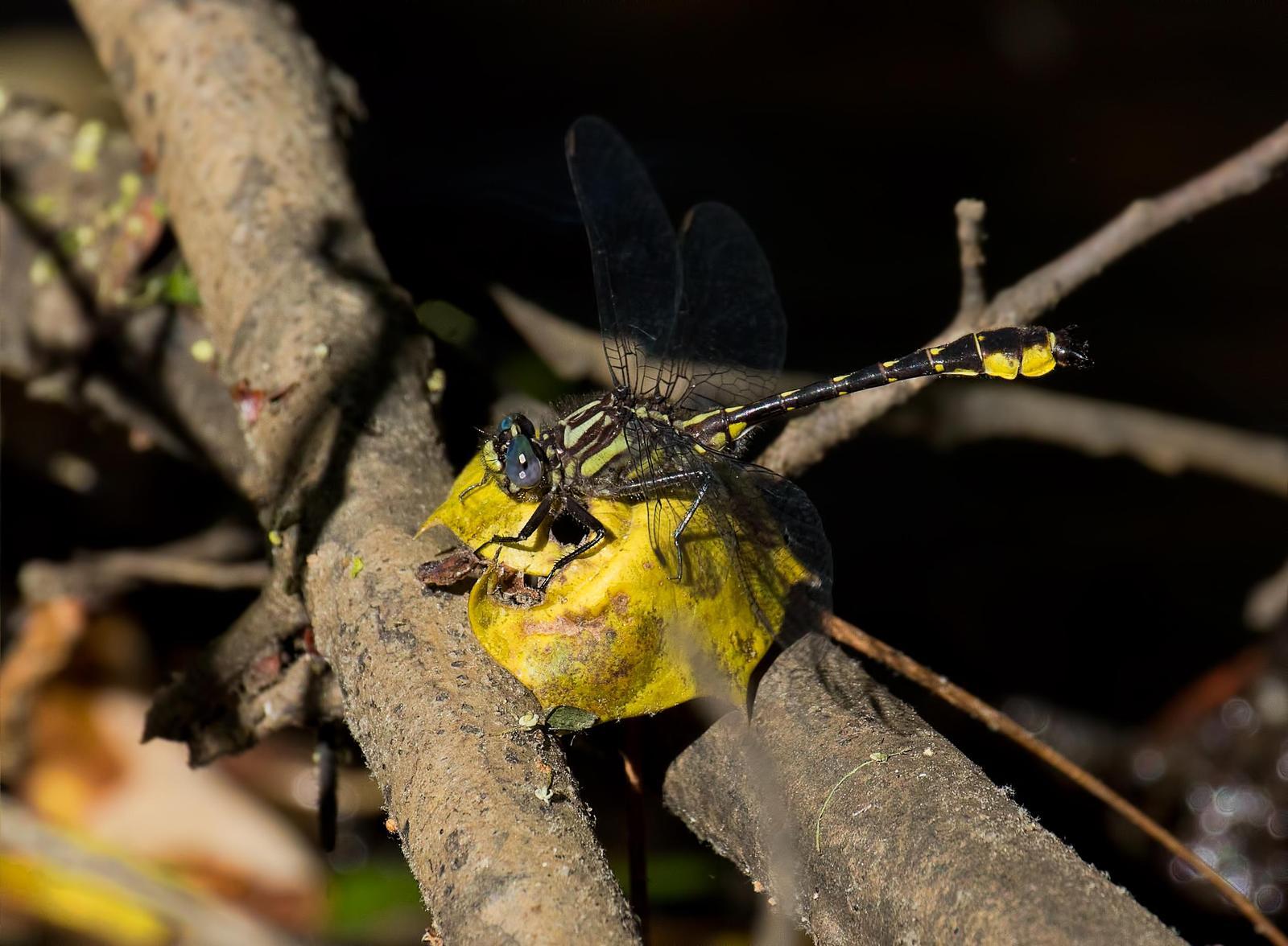 Banner Clubtail Photo by Michael Moore