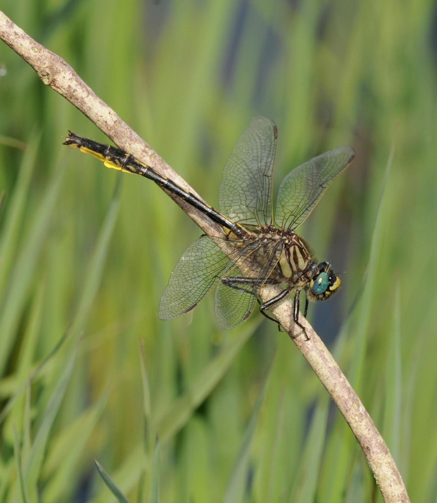 Clearlake Clubtail Photo by marion dobbs