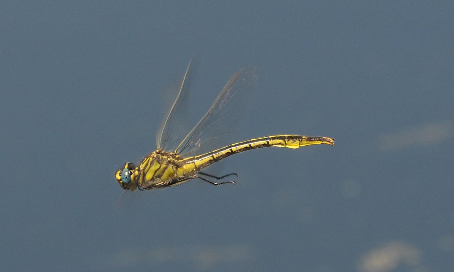 Clearlake Clubtail Photo by marion dobbs