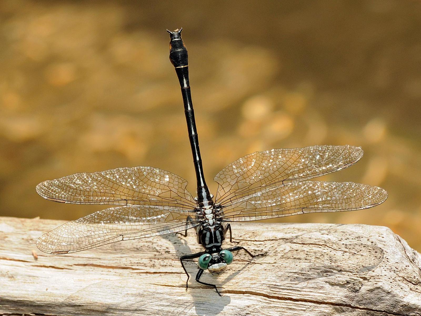 Cherokee Clubtail Photo by marion dobbs