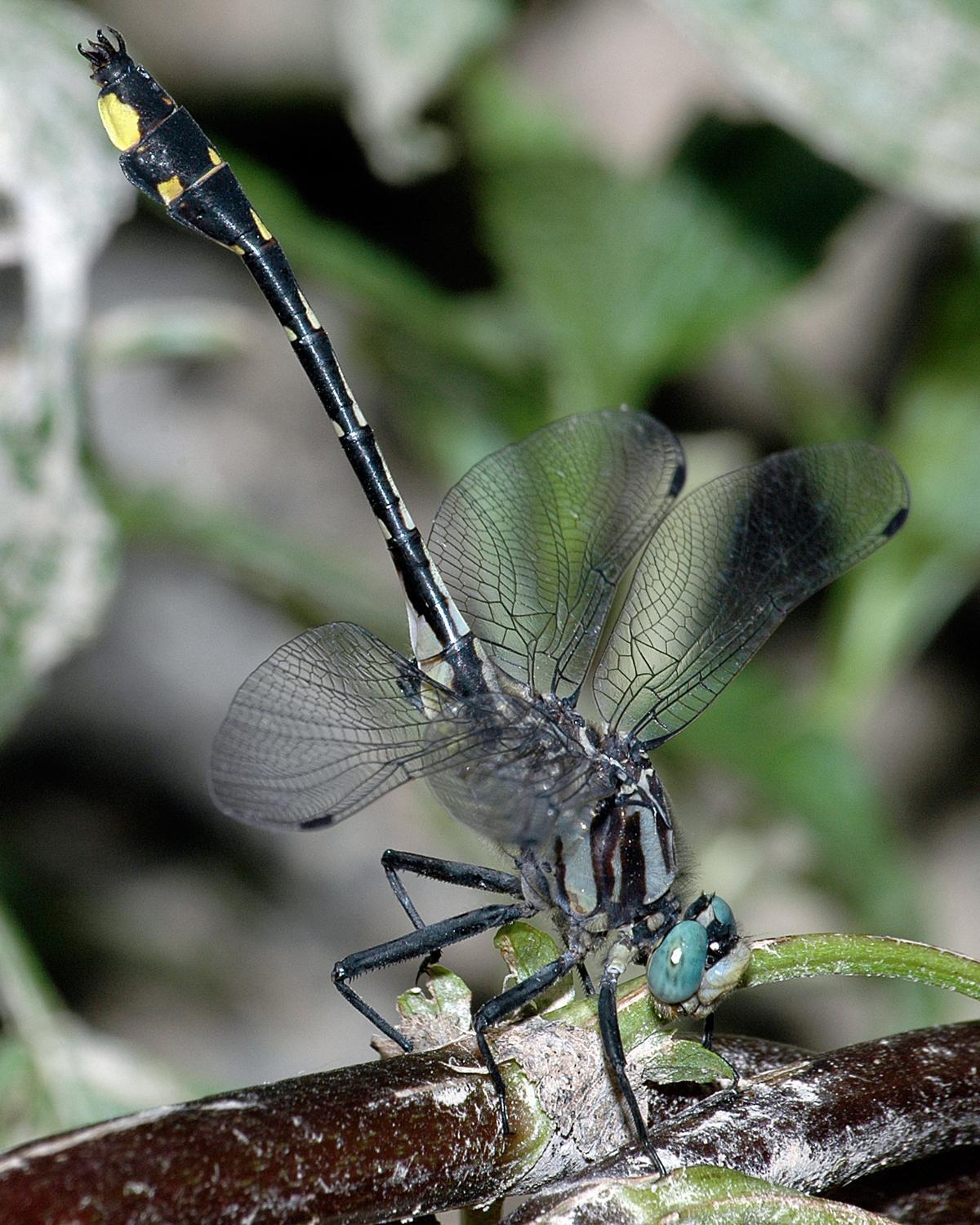 Handsome Clubtail Photo by marion dobbs