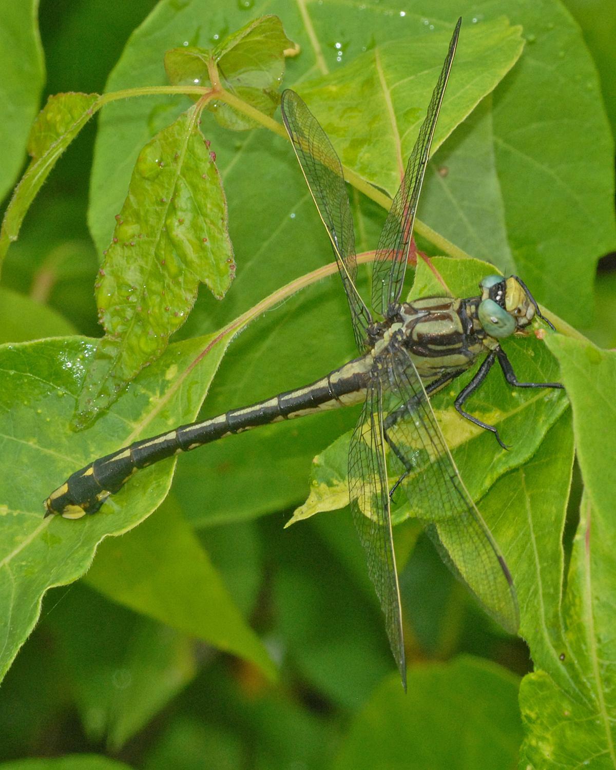 Handsome Clubtail Photo by marion dobbs