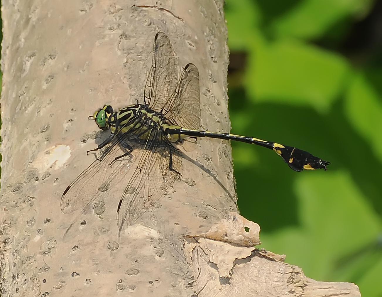 Blackwater Clubtail Photo by marion dobbs