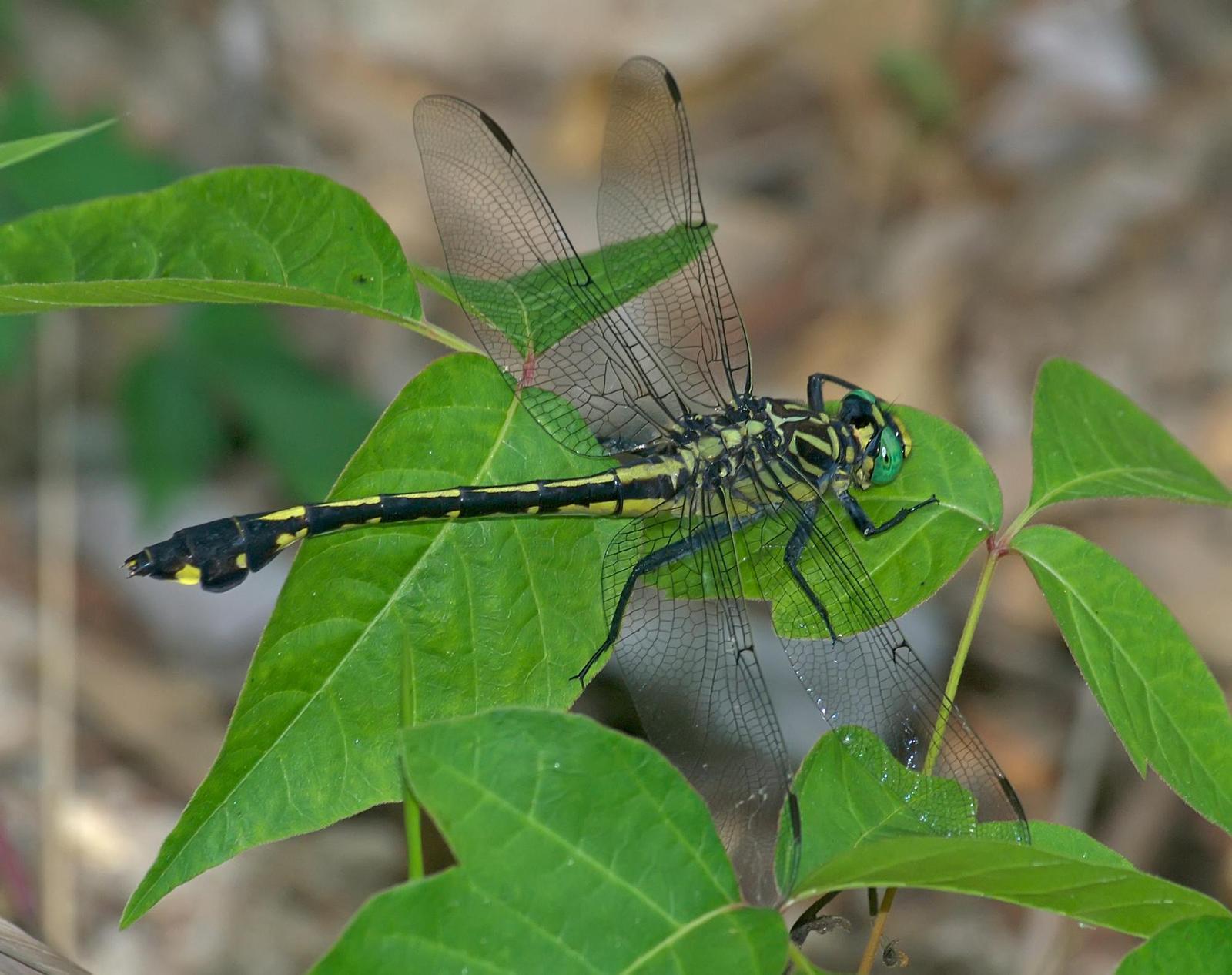 Blackwater Clubtail Photo by marion dobbs