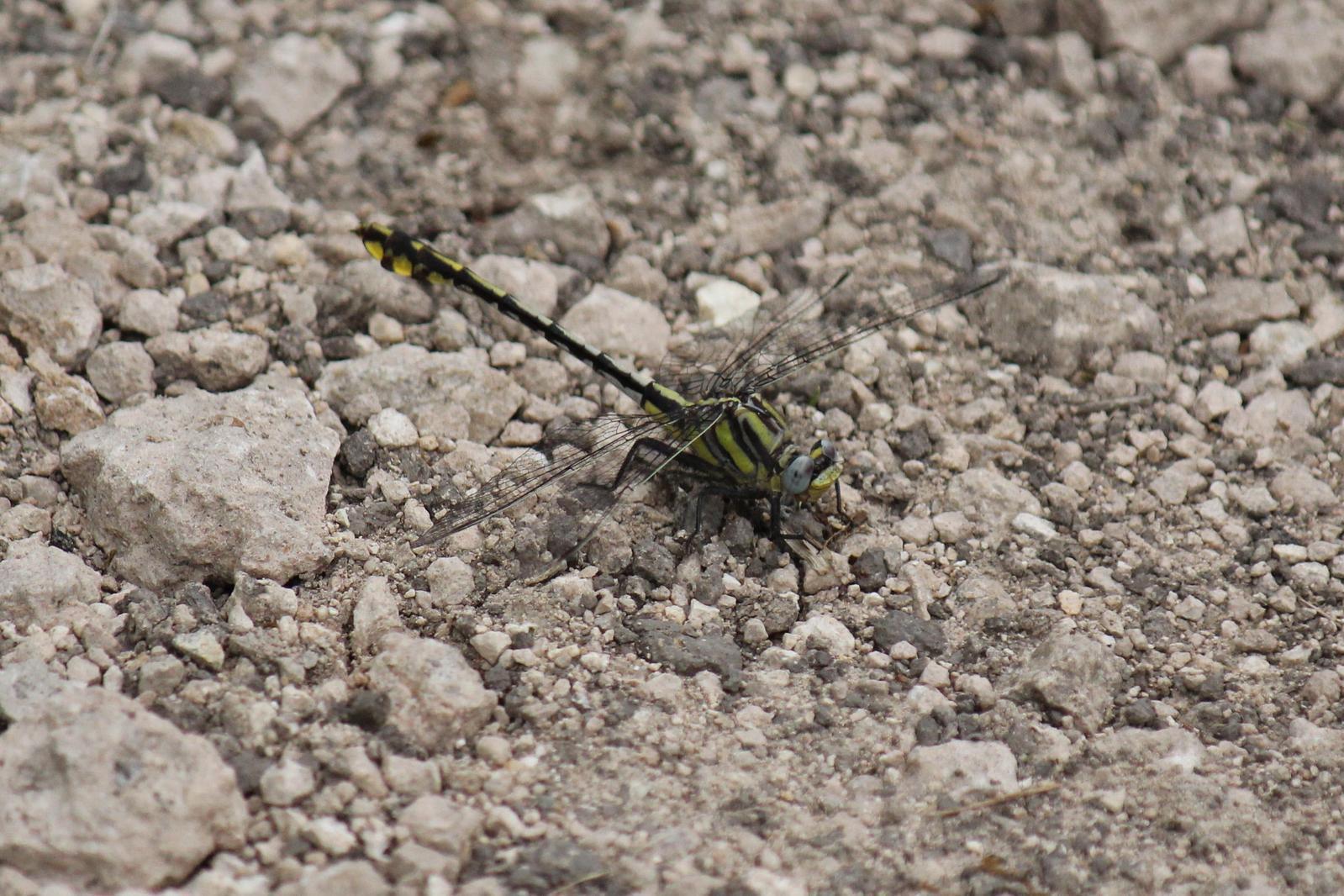 Plains Clubtail Photo by Kristy Baker