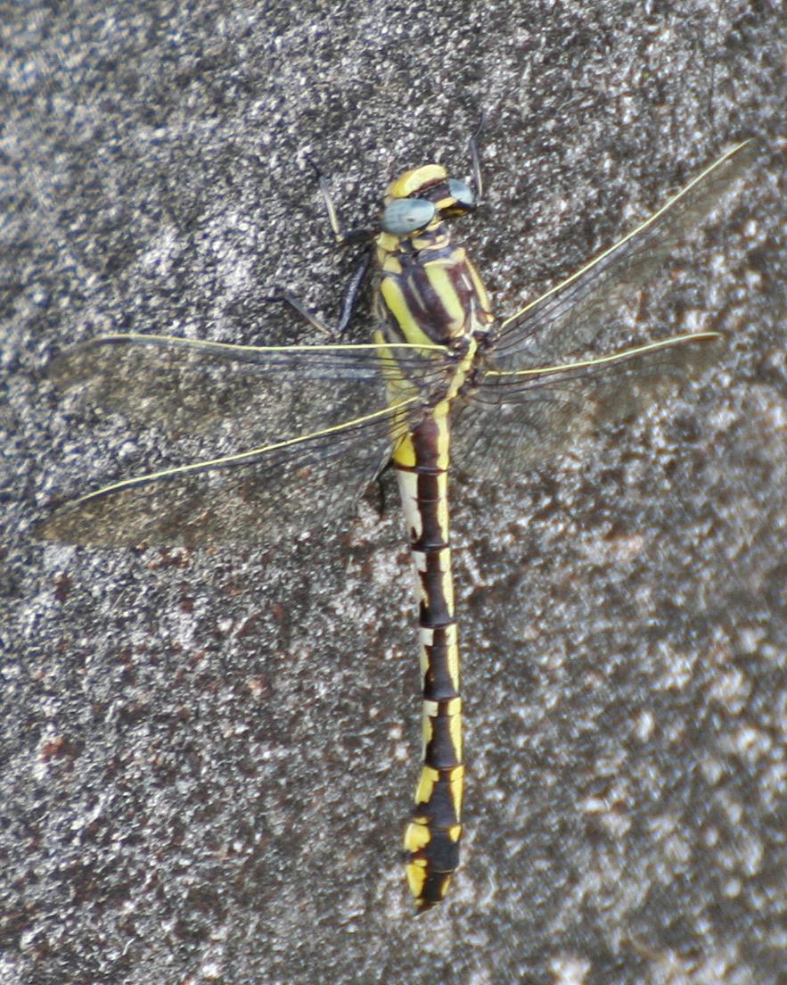 Plains Clubtail Photo by Andrew Theus