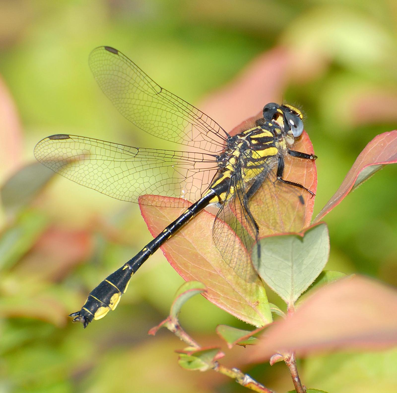 Twin striped Clubtail Photo by marion dobbs