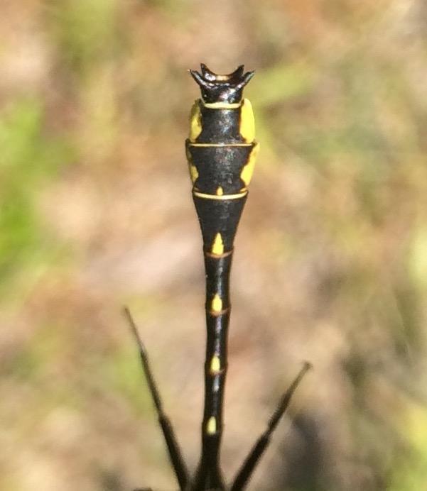 Twin striped Clubtail Photo by Andrew Theus