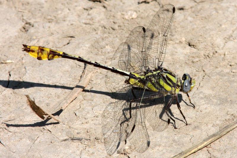 Tamaulipan Clubtail Photo by Terry Hibbitts