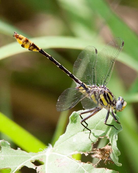 Tamaulipan Clubtail Photo by Terry Hibbitts