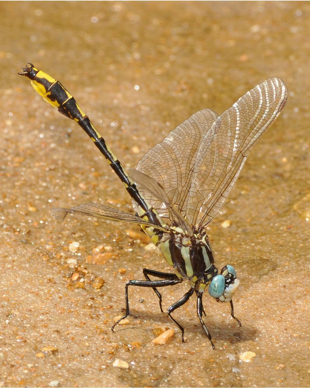 Pronghorn Clubtail Photo by marion dobbs