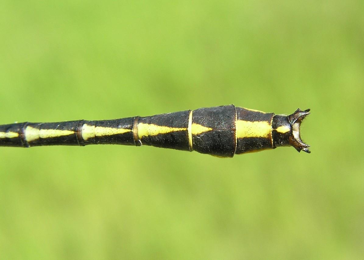 Pronghorn Clubtail Photo by Nathan Kohler