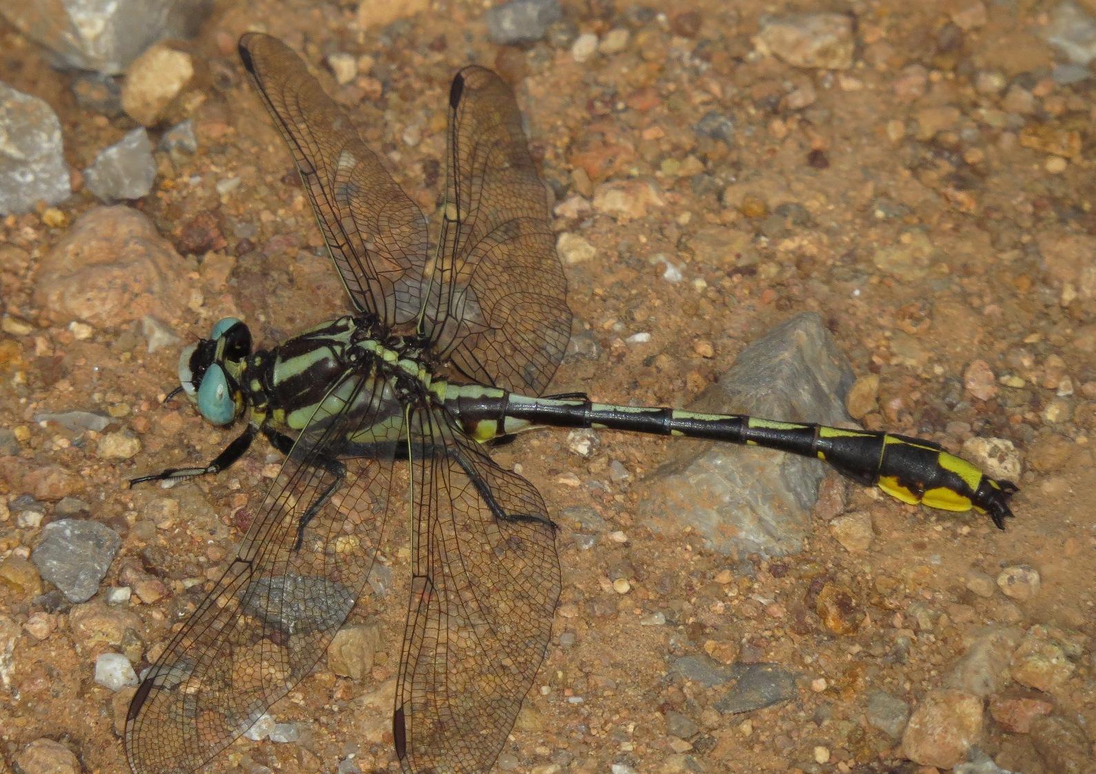 Pronghorn Clubtail Photo by Victor Fazio
