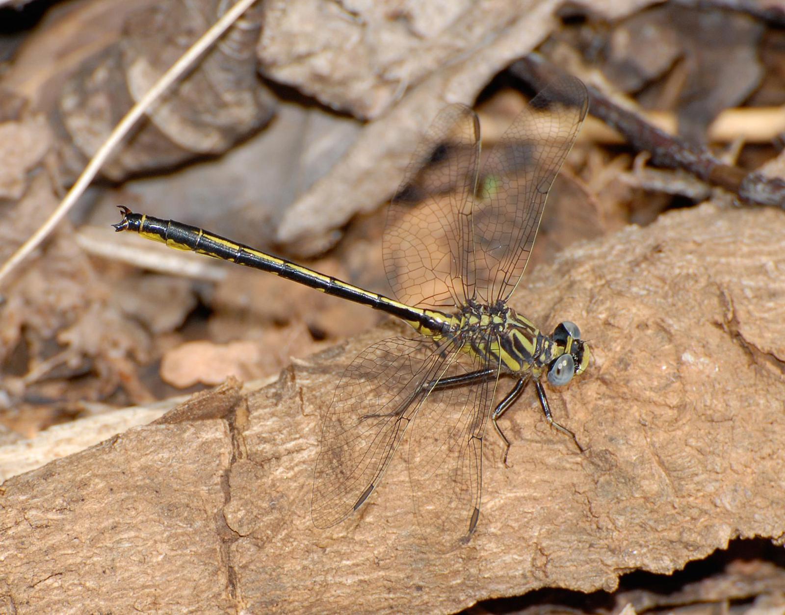 Hodges' Clubtail Photo by marion dobbs