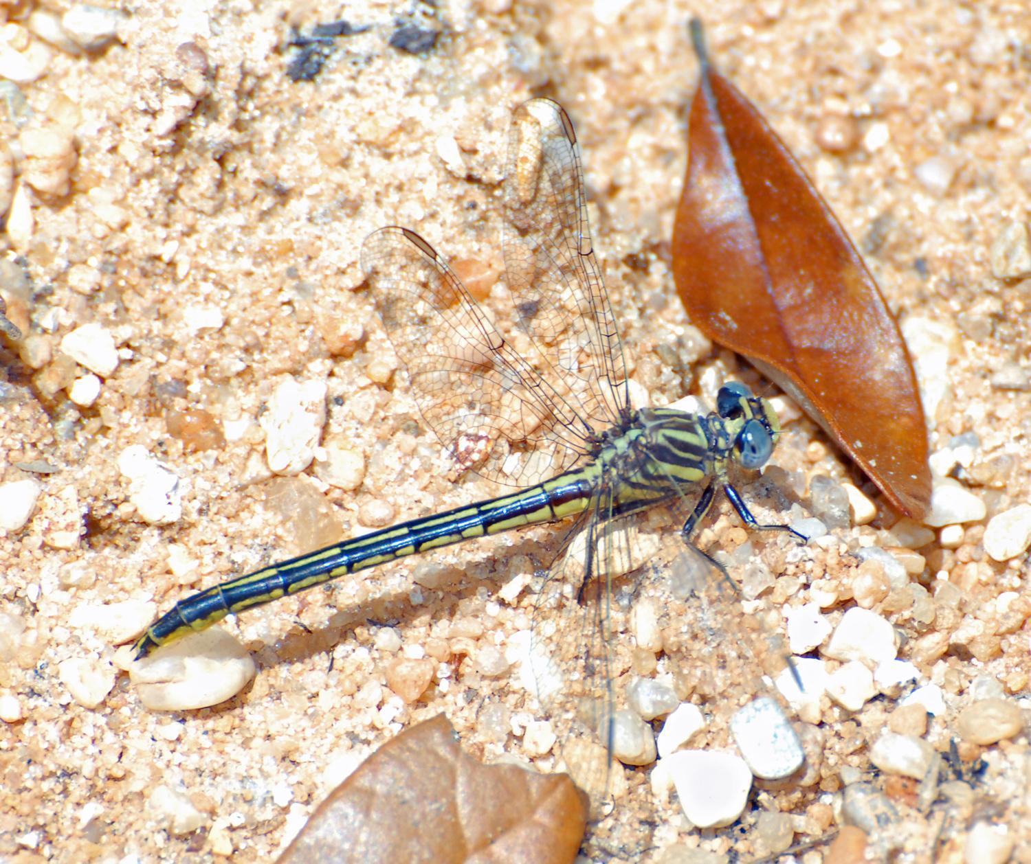 Hodges' Clubtail Photo by marion dobbs