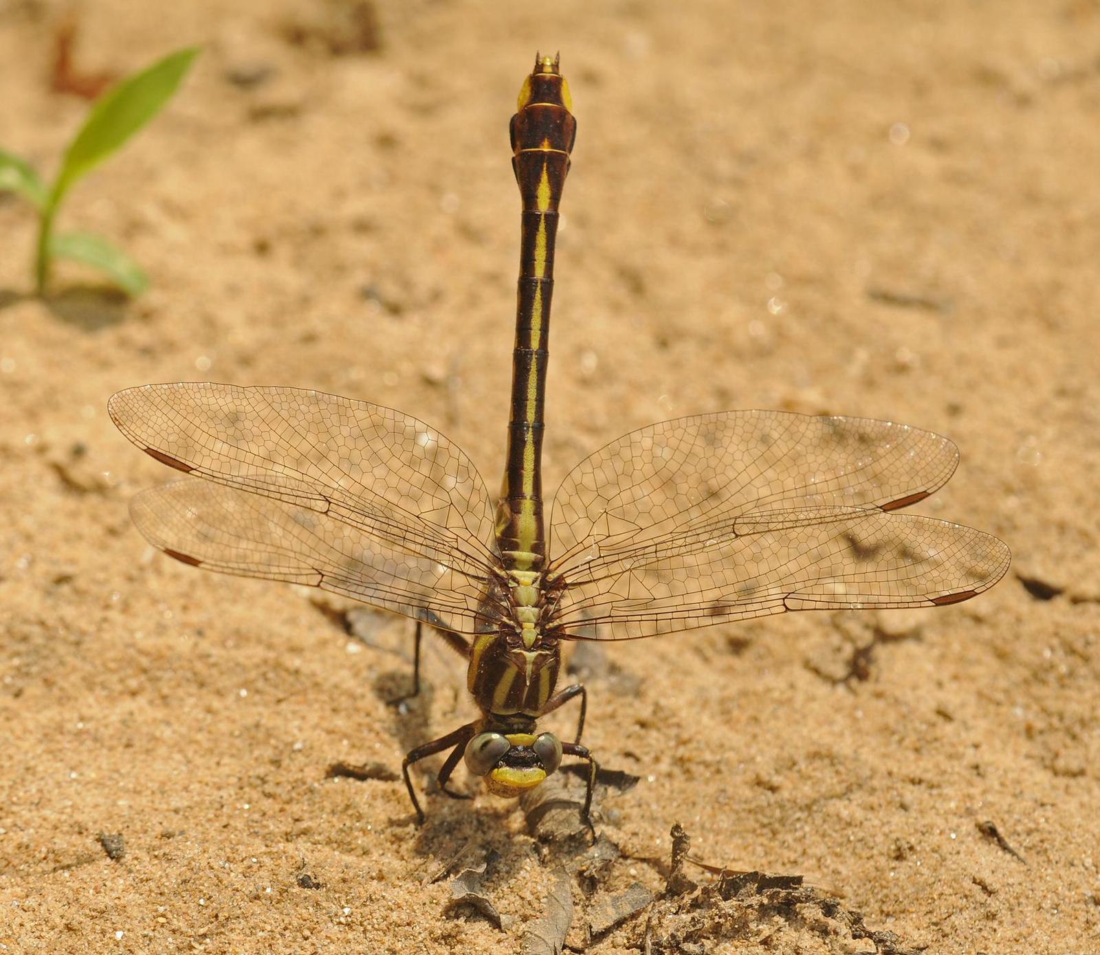 Cocoa Clubtail Photo by marion dobbs