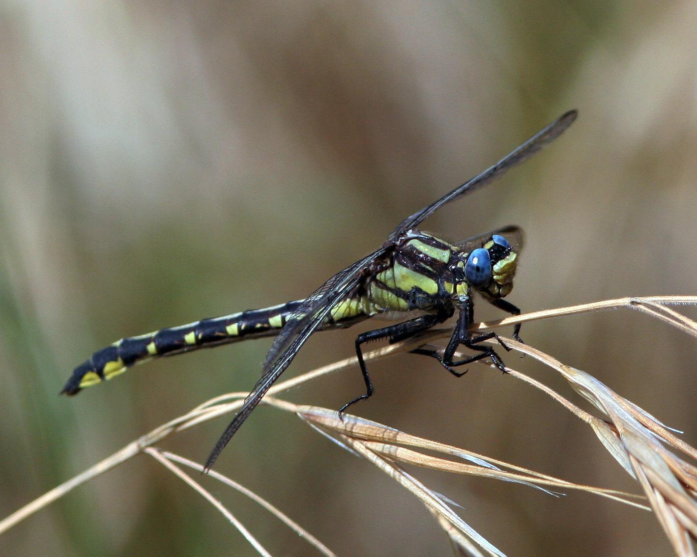 Pacific Clubtail Photo by John Sterling