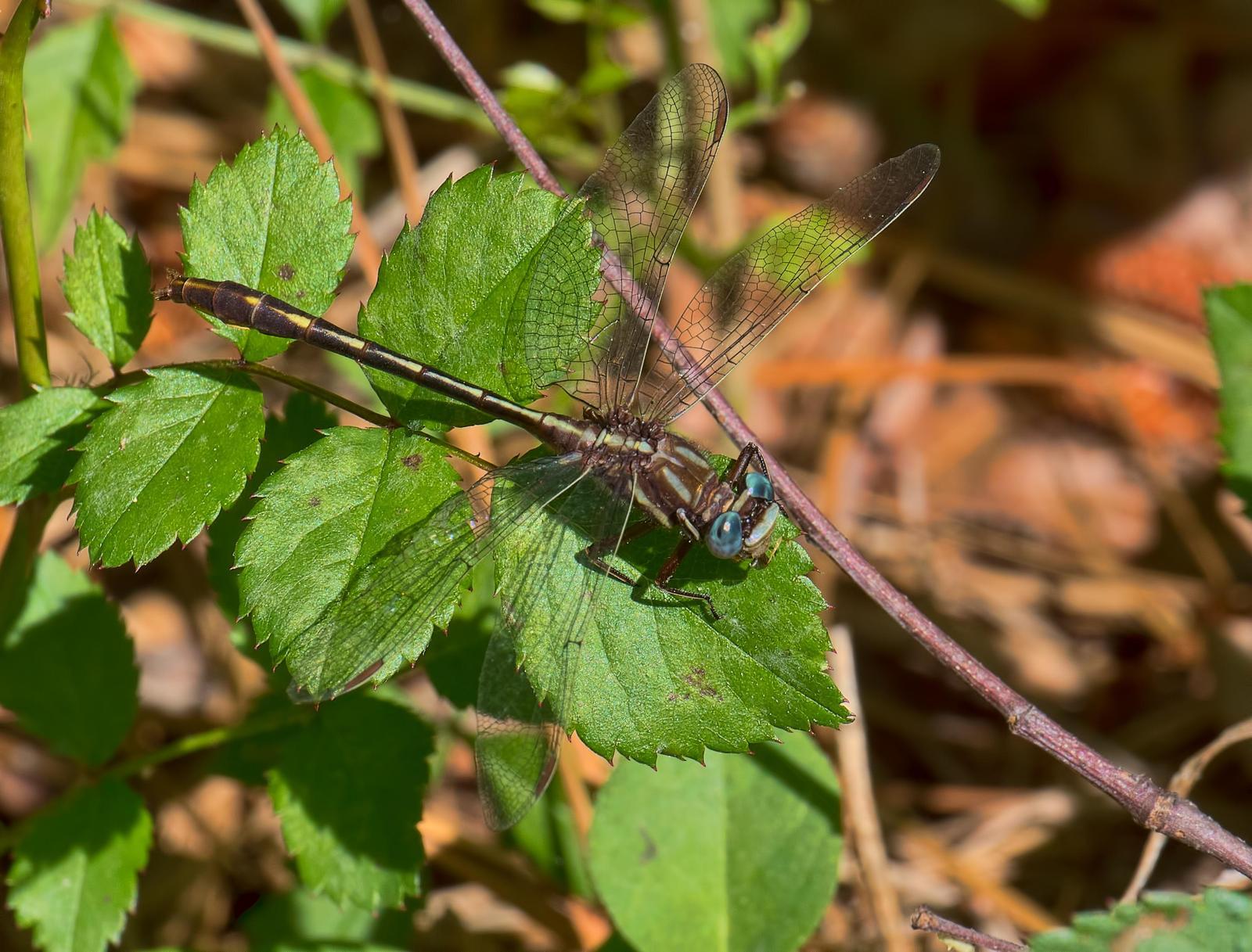 Ashy Clubtail Photo by Michael Moore