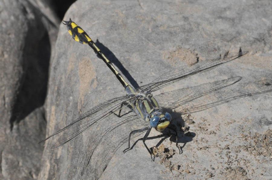 Columbia Clubtail Photo by Troy Hibbits