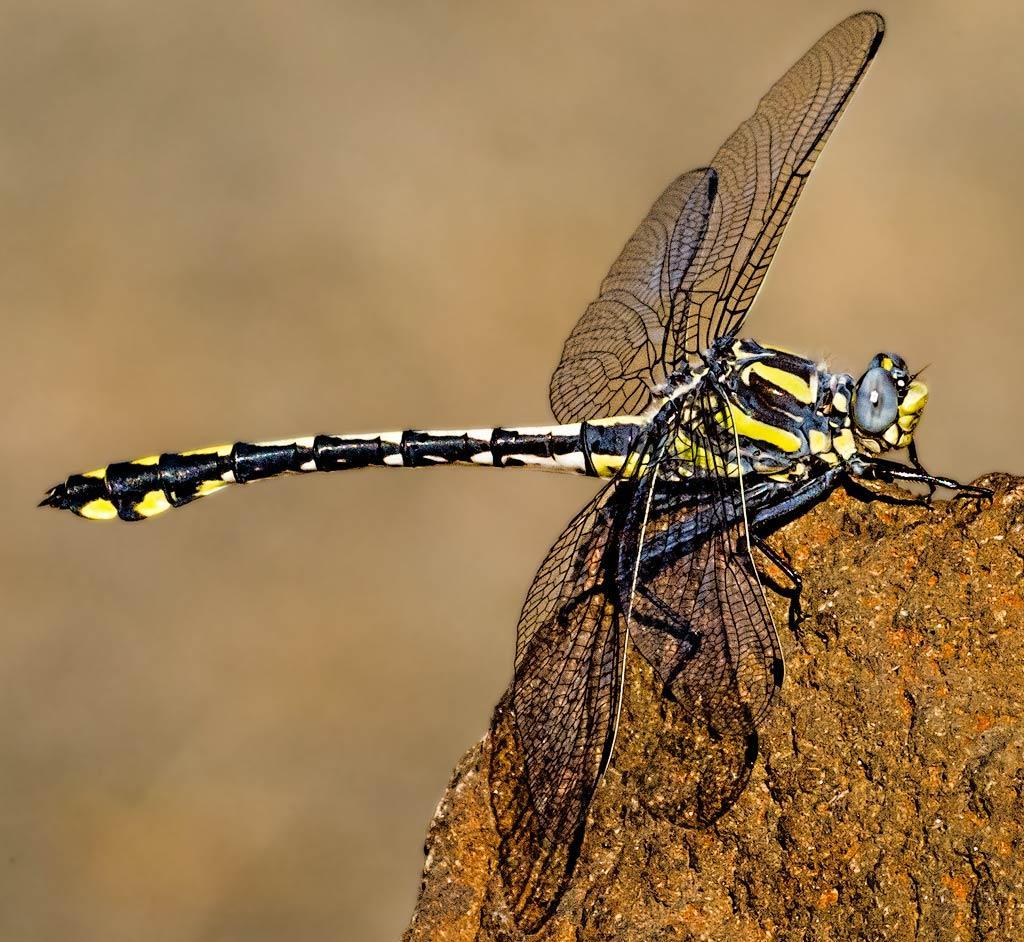 Columbia Clubtail Photo by Steve Valley