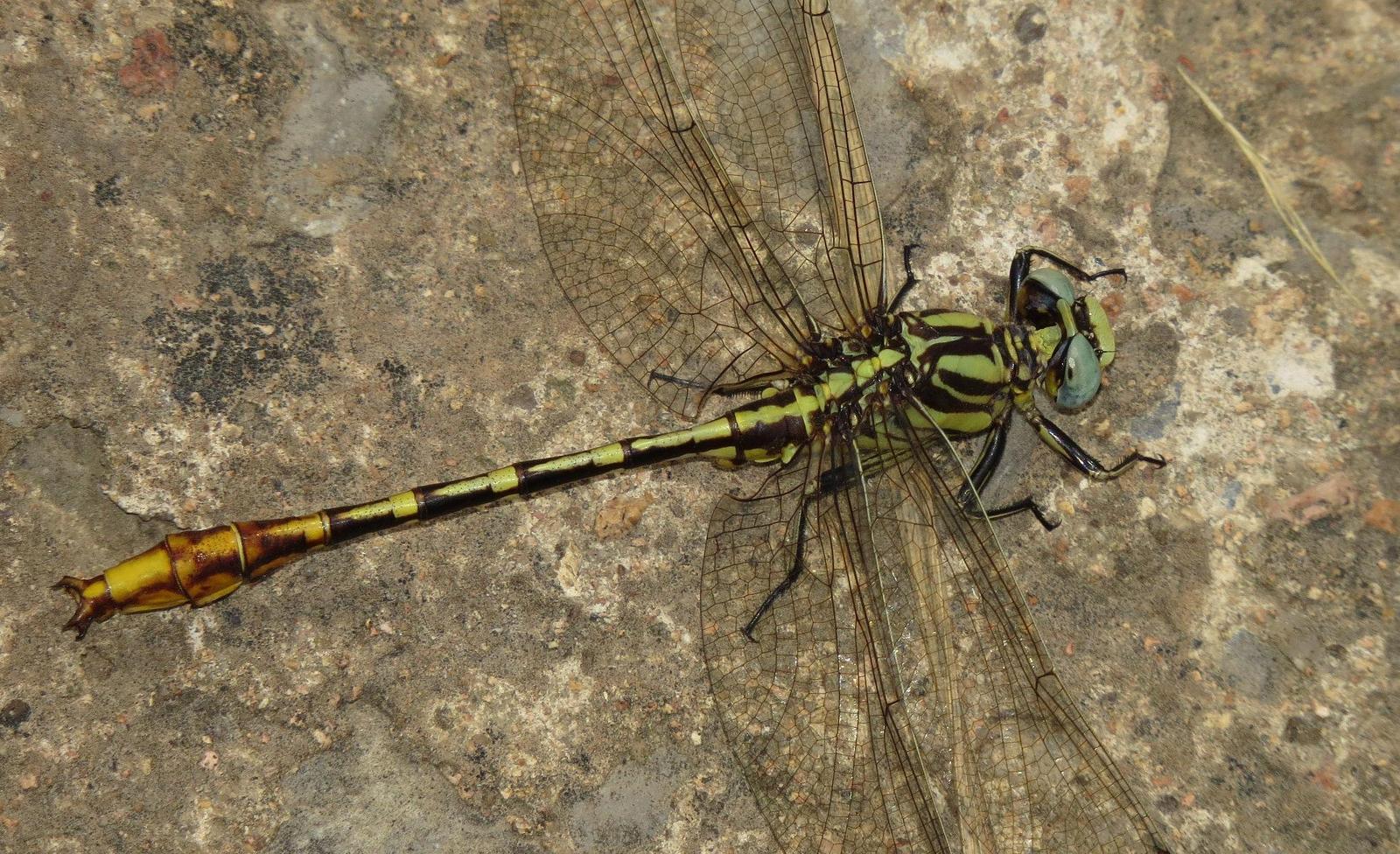 Sulphur-tipped Clubtail Photo by Victor Fazio
