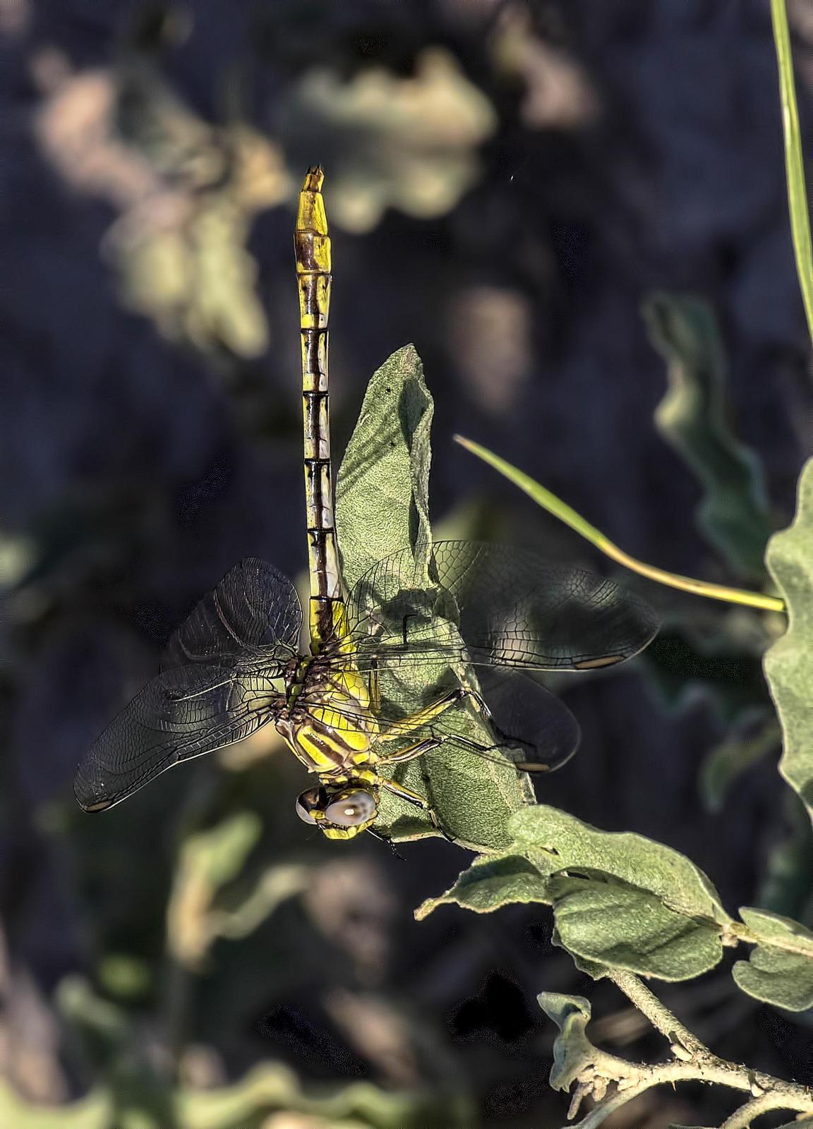 Sulphur-tipped Clubtail Photo by Michael Moore