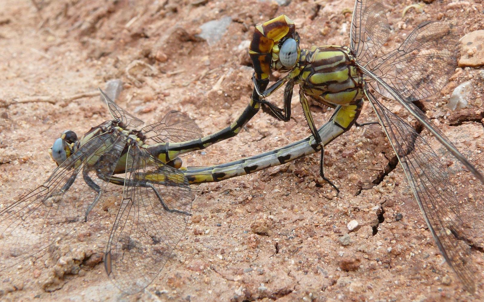 Sulphur-tipped Clubtail Photo by Victor Fazio